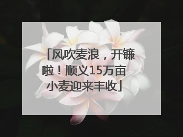 风吹麦浪，开镰啦！顺义15万亩小麦迎来丰收