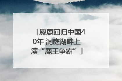 麋鹿回归中国40年 洞庭湖畔上演“鹿王争霸”