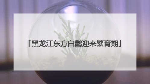 黑龙江东方白鹳迎来繁育期