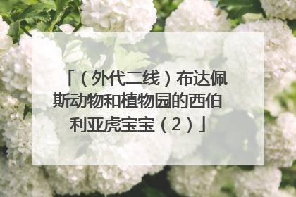（外代二线）布达佩斯动物和植物园的西伯利亚虎宝宝（2）