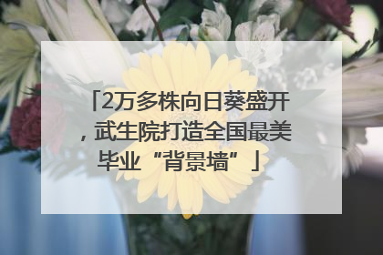 2万多株向日葵盛开，武生院打造全国最美毕业“背景墙”